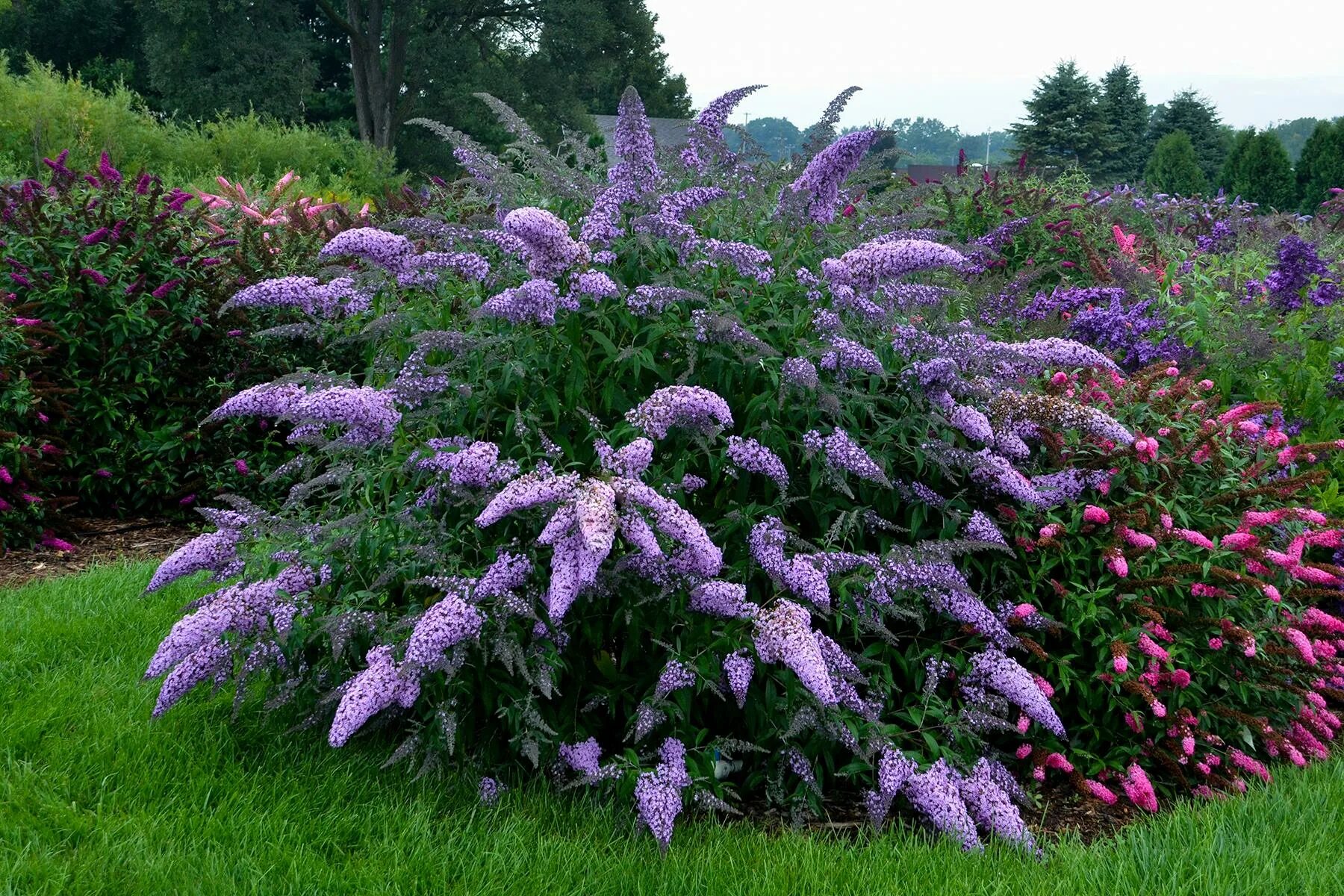 Красивые цветущие кустарники для дачи фото Растения медоносы: Buddleja Grand Cascade-Буддлея Гранд Каскад