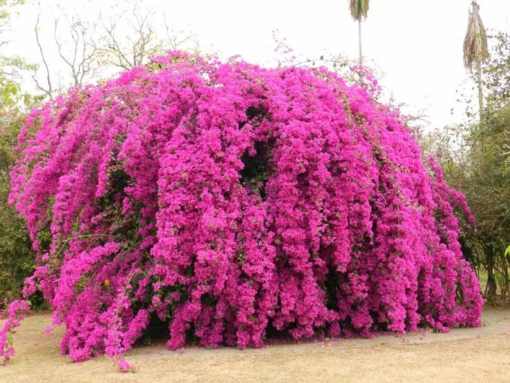 Красивые цветущие кустарники для дачи фото Bougainvillea - Uma das mais belas florações. Plantio de árvores, Jardinagem e p