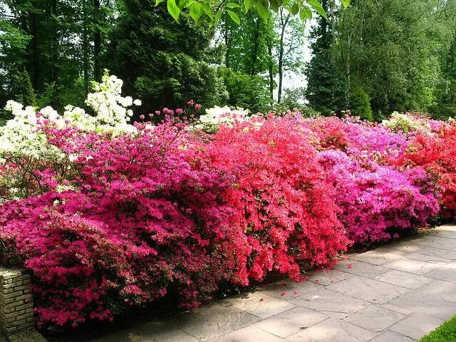 Красивые цветущие кустарники для дачи фото Pin by Tameshia Mann on Gardening Tips in 2024 Azaleas garden, Beautiful gardens