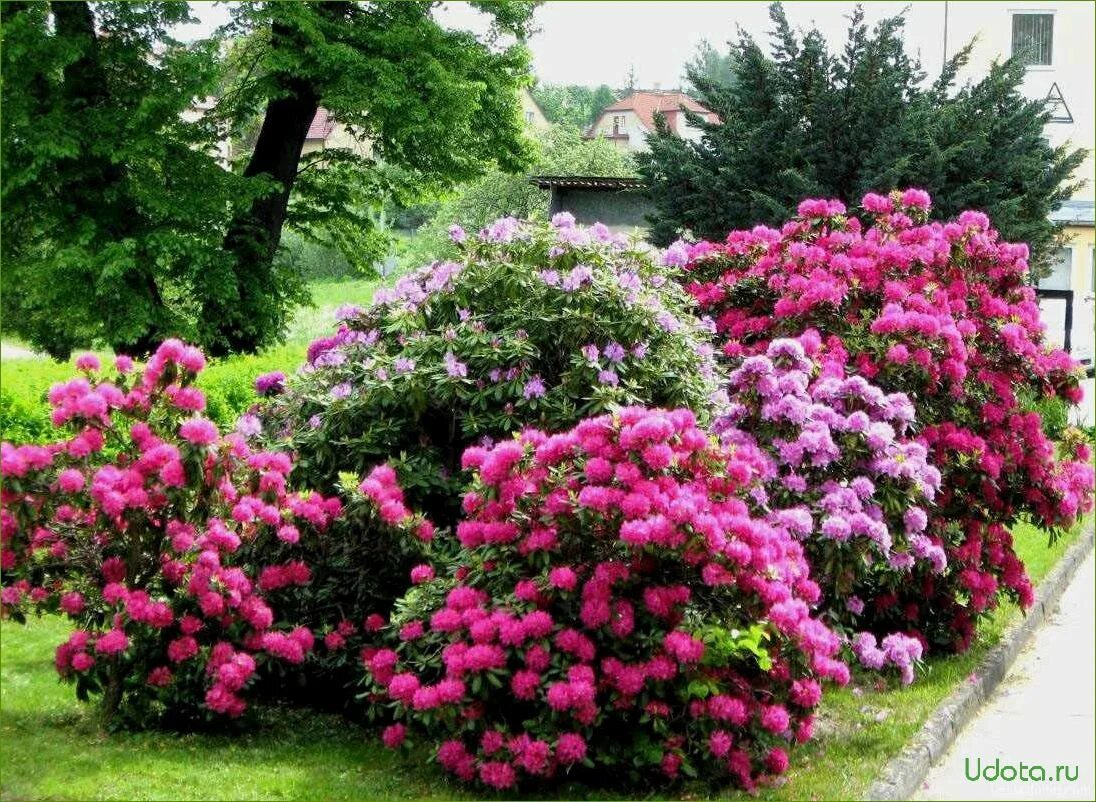 Красивые цветущие кустарники для дачи фото Фото кустарниковых цветов