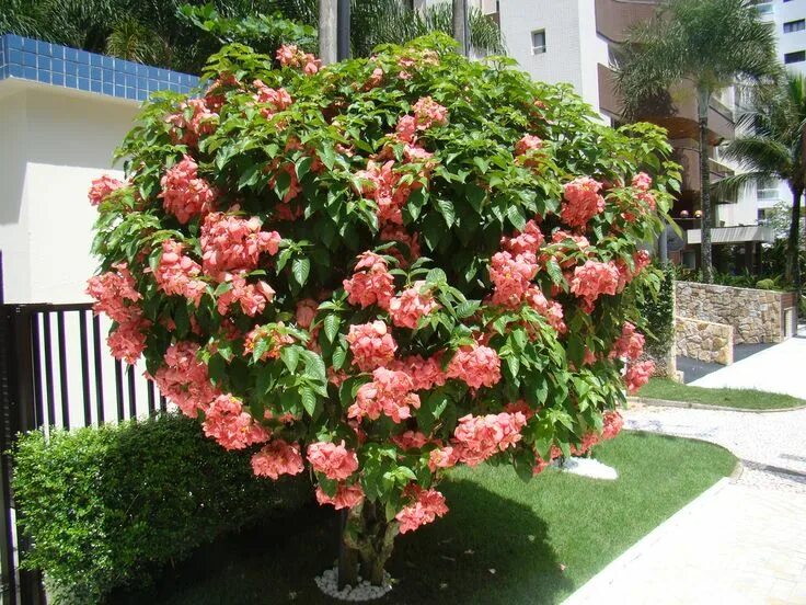 Красивые цветущие кустарники для дачи фото Mussaenda rosa (Mussaenda alicia) Riviera de S Lourençoa, Brazil. Africa native 