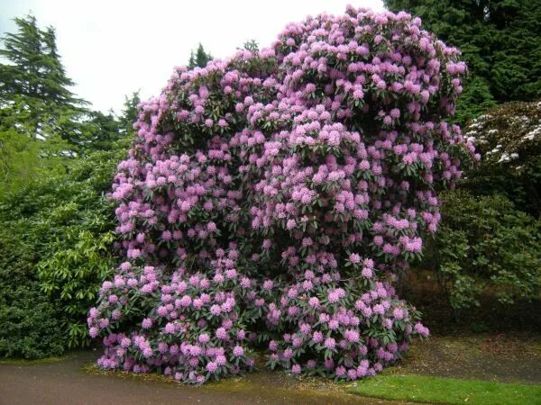 Красивые цветущие кустарники для дачи фото Giant rhododendron Bush seeds, Rhododendron, Planting flowers