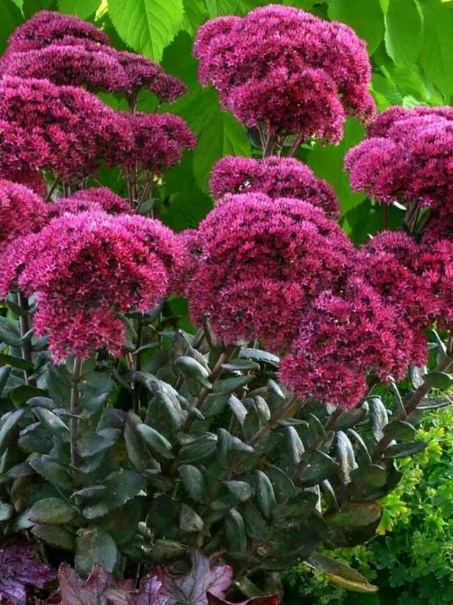 Красивые цветущие многолетники для сада фото Thunder head sedum in 2024 Sedum plant, Sedum, Flowers perennials