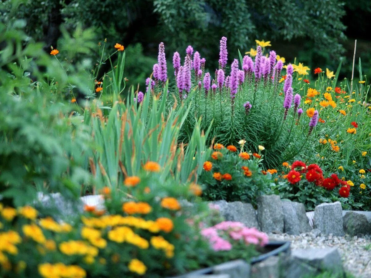 Красивые цветущие многолетники для сада фото Companion Planting Is Beneficial For Your Garden Rock garden design, Small rock 
