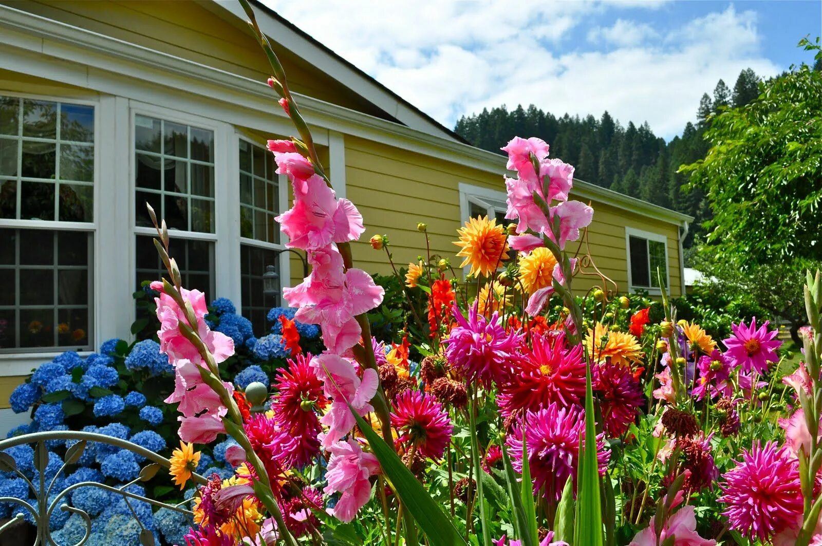 Красивые цветы для дачи фото с названиями Inspiration.....from the Flower Bed Perennial plants, Perennial garden design, P