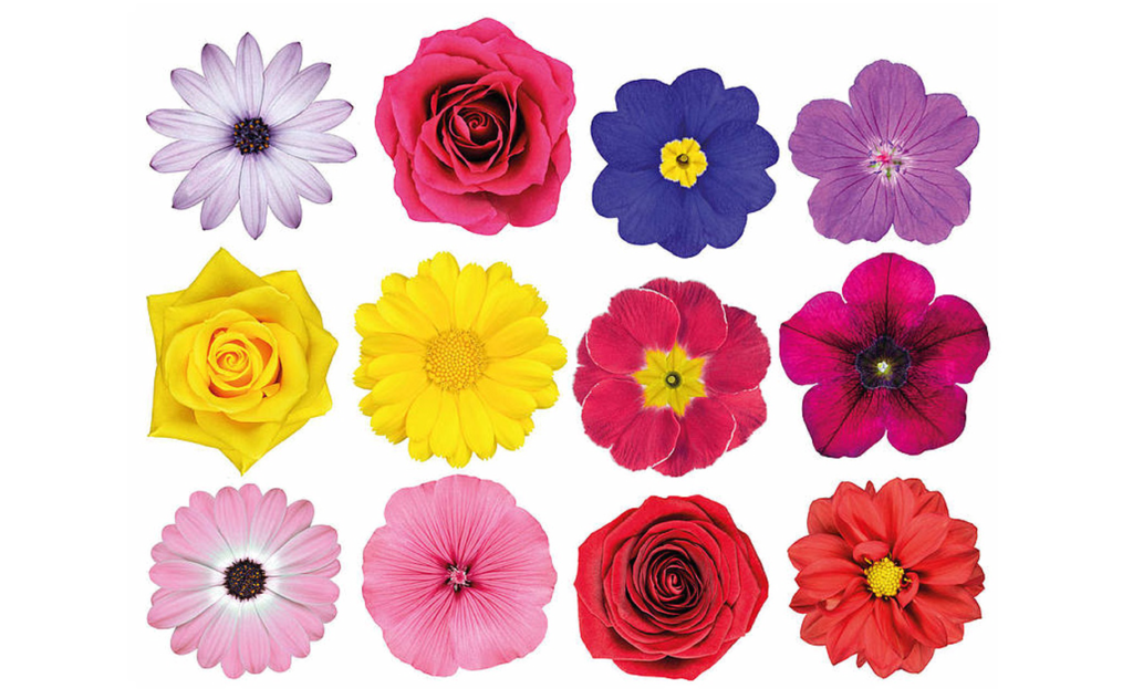 Красивые цветы для оформления стенгазеты Flower 10: найдено 85 картинок