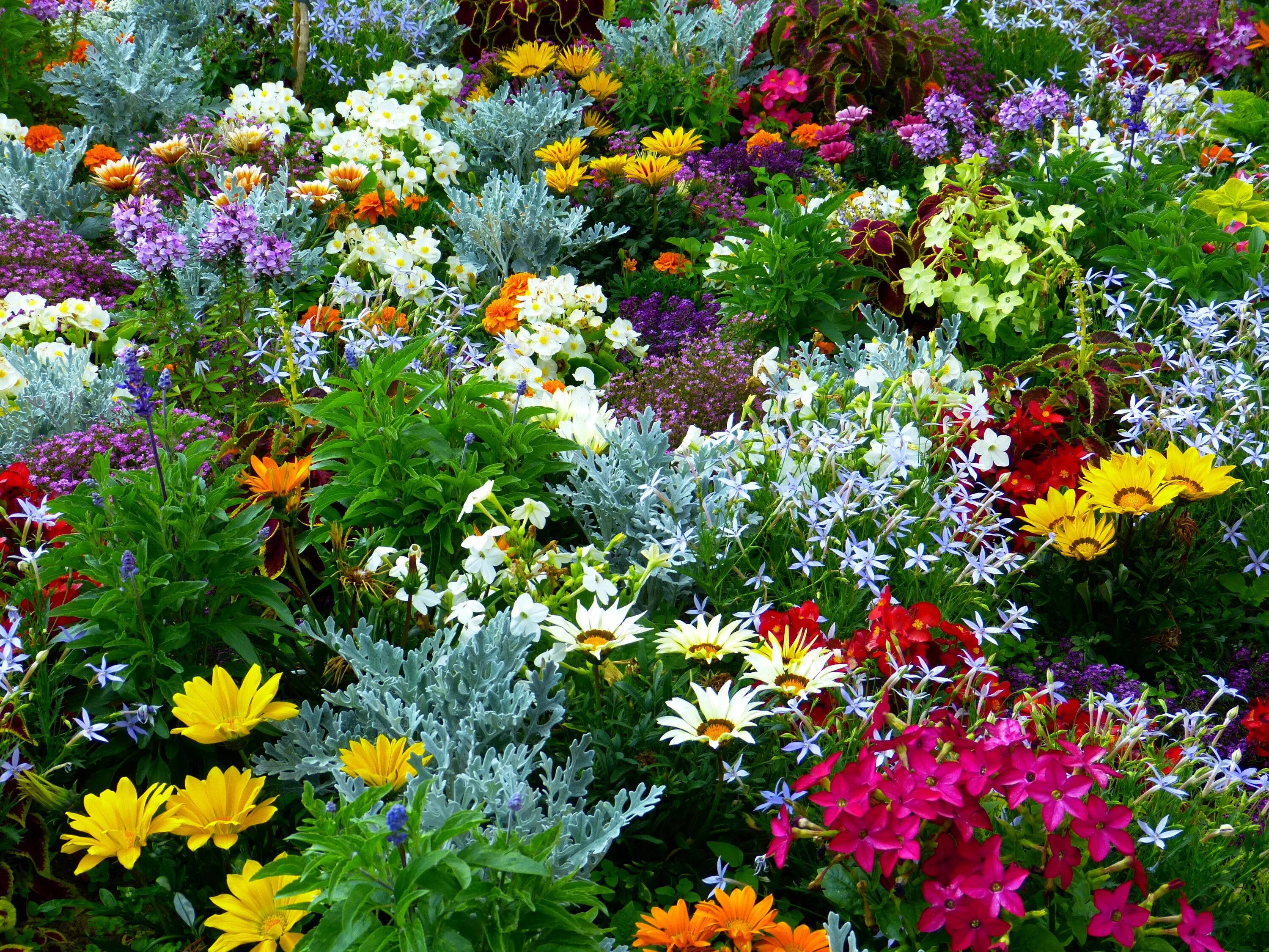 Красивые цветы для сада многолетники фото Free Images : meadow, herb, botany, colorful, flora, wildflower, shrub, flower g