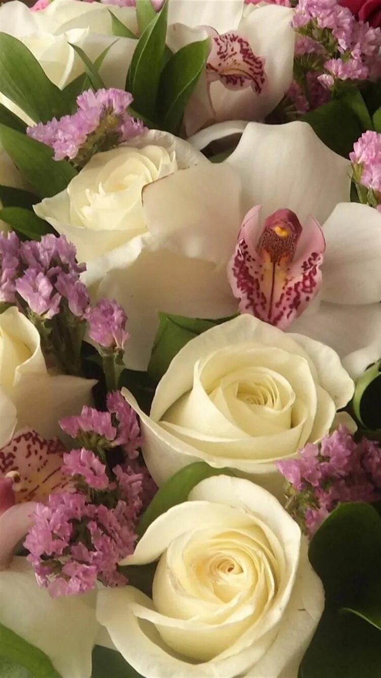 Красивые цветы фото хорошего качества Roses Orchids Flower Leaves Beautiful iPhone 6 Wallpapers HD Rose flower photos,