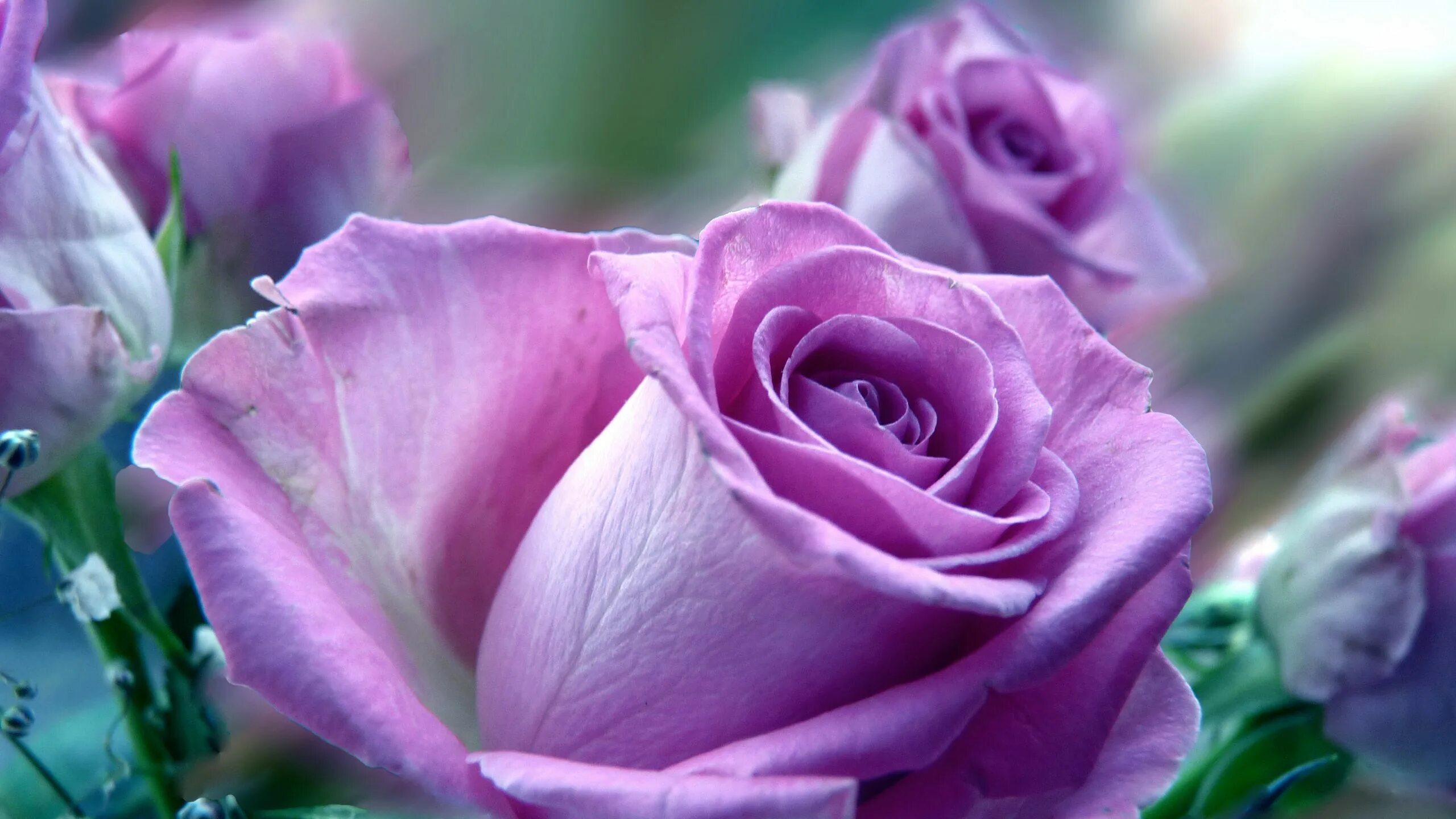 Красивые цветы фото хорошего качества Download wallpaper 2560x1440 roses, flowers, purple, flower, close-up widescreen