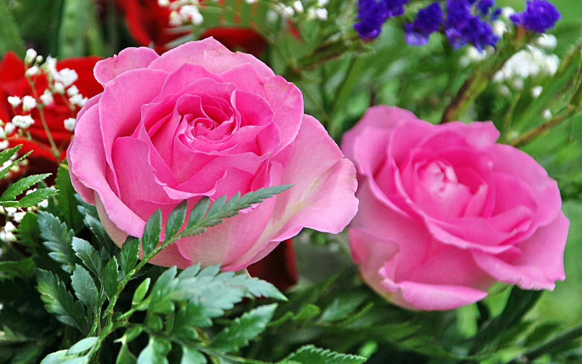 Красивые цветы фото хорошего качества Earth Rose Wallpaper Rose flower wallpaper, Beautiful flowers wallpapers, Flower