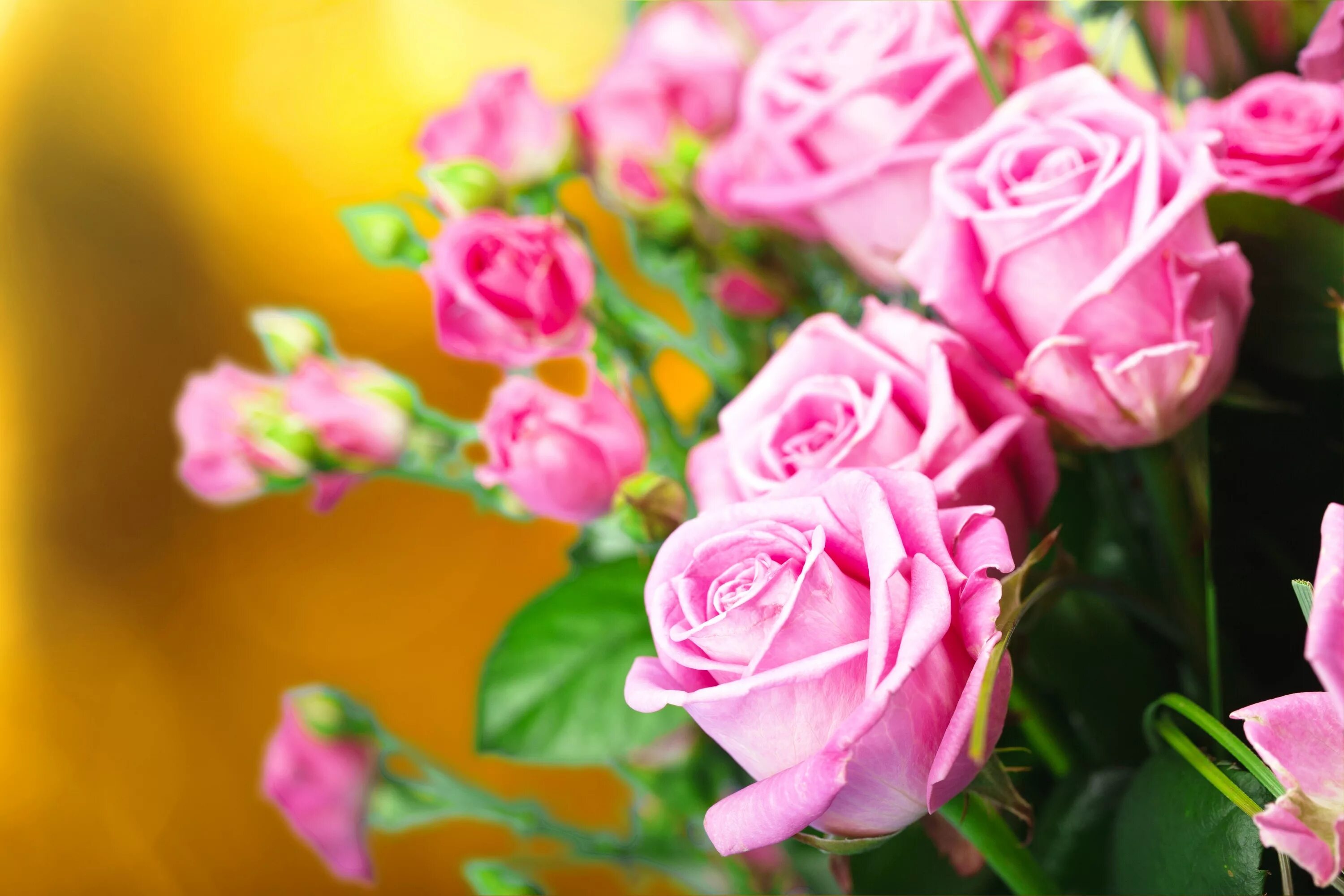 Красивые цветы фото хорошего качества Beautiful gentle pink roses close-up Desktop wallpapers 640x960