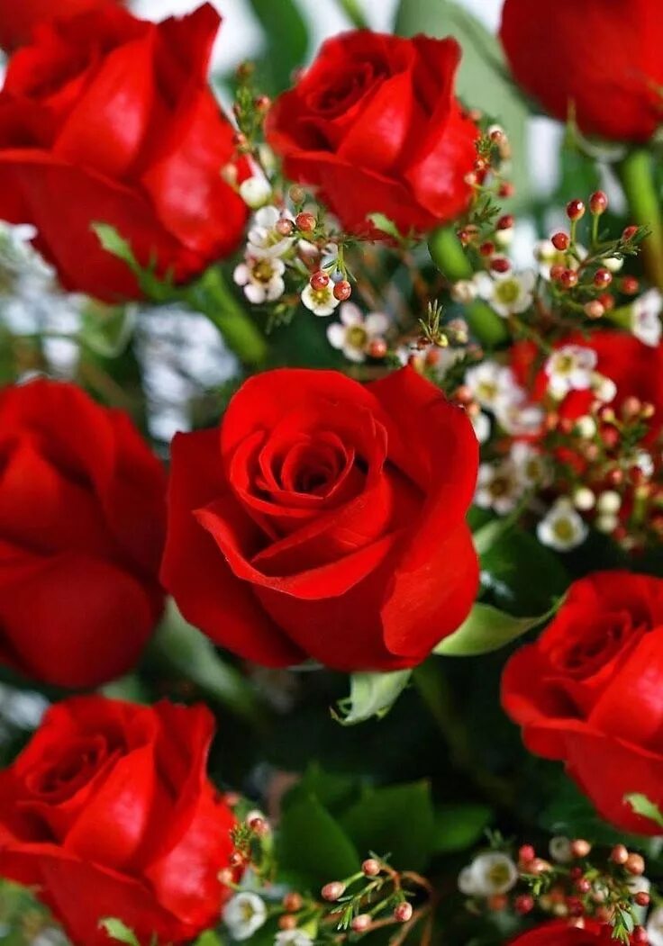 Красивые цветы фото хорошего скачать бесплатно redrosecottage- Beautiful rose flowers, Beautiful red roses, Beautiful roses