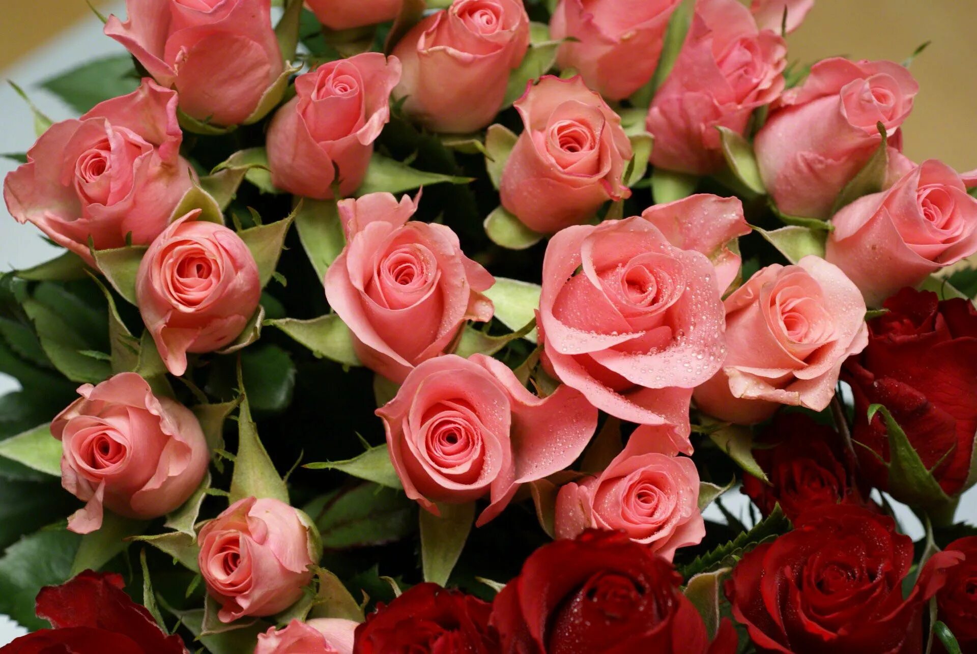 Красивые цветы фото хорошего скачать бесплатно Roses are red wallpaper on Desktop