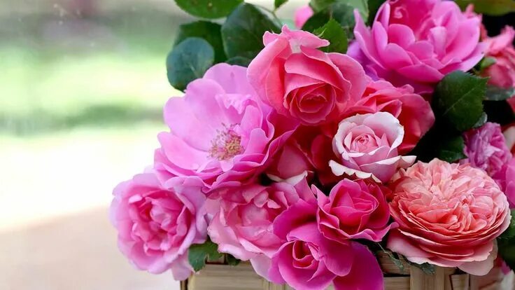 Красивые цветы фото рабочий стол Download Wallpaper 1920x1080 roses, buds, garden, flower, watering can, basket F