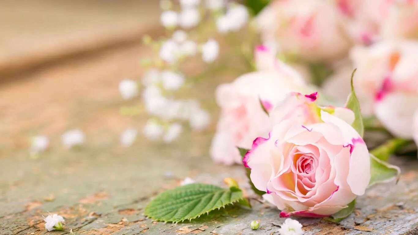Красивые цветы фото рабочий стол Скачать обои розы, лепестки, pink, flowers, romantic, roses, раздел цветы в разр