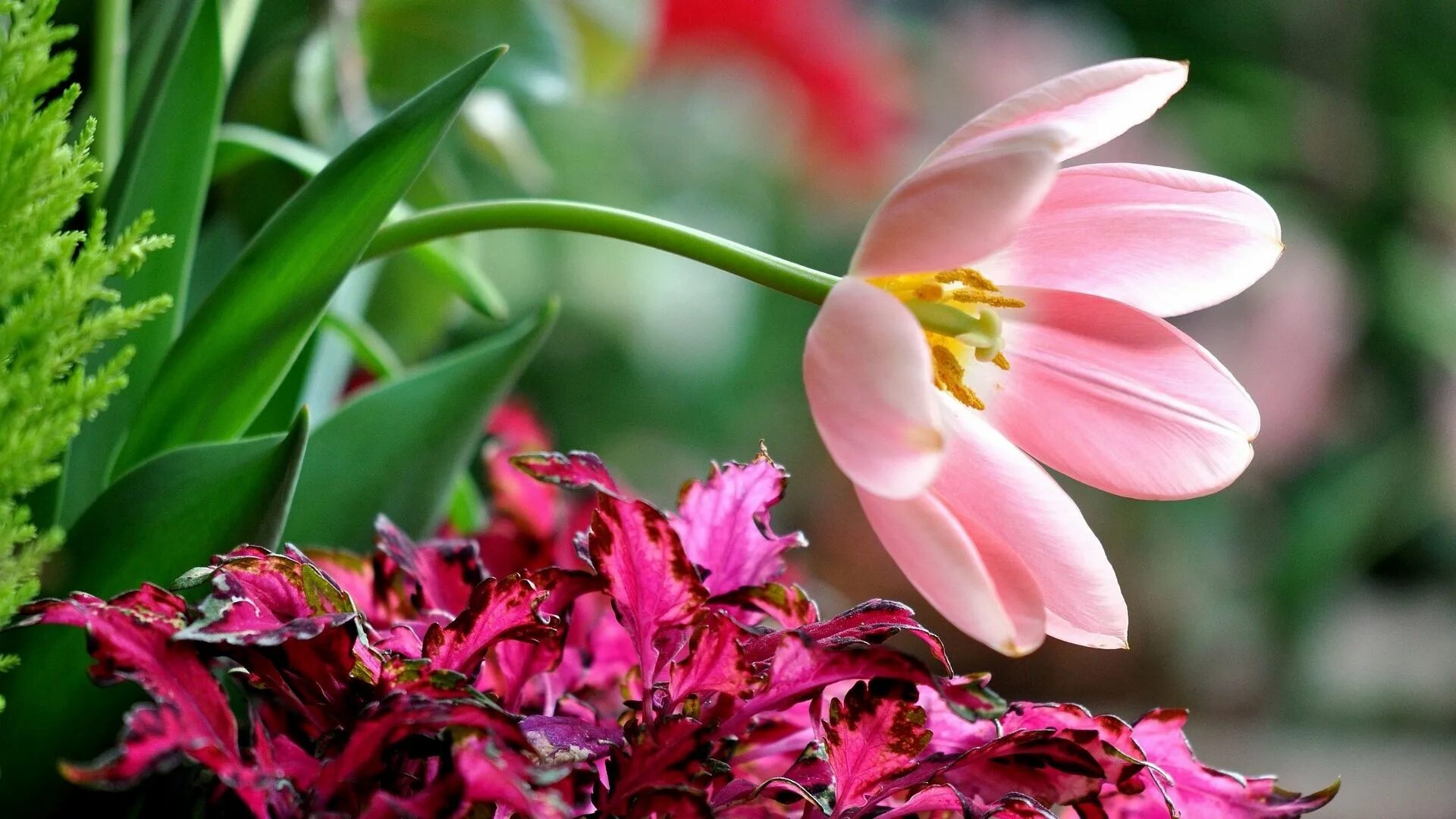 Красивые цветы фото рабочий стол Download wallpaper 1920x1080 flower, petals, grass, leaves full hd, hdtv, fhd, 1