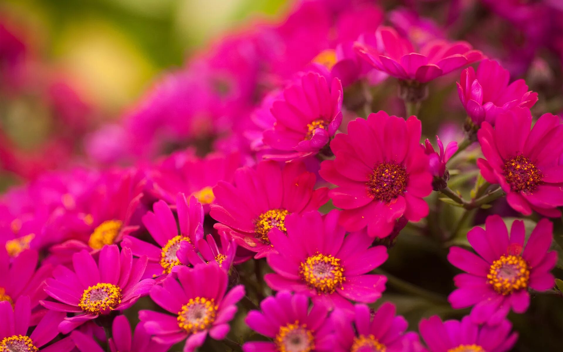 Красивые цветы фото рабочий стол Beautiful bouquet of flowers chrysanthemum Desktop wallpapers 640x960