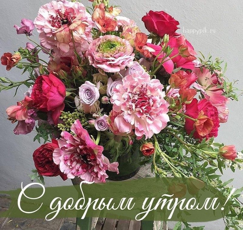 Красивые цветы фото с добрым днем Доброе утро Красивые цветы, Цветы, Смешное рождество