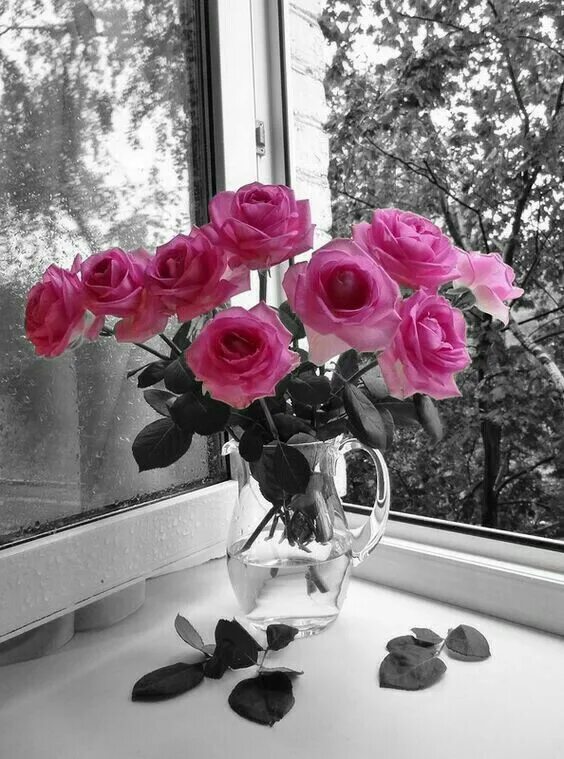 Красивые цветы на окне фото Katarina flowers Flower garden design, Spring garden flowers, Rose flower wallpa