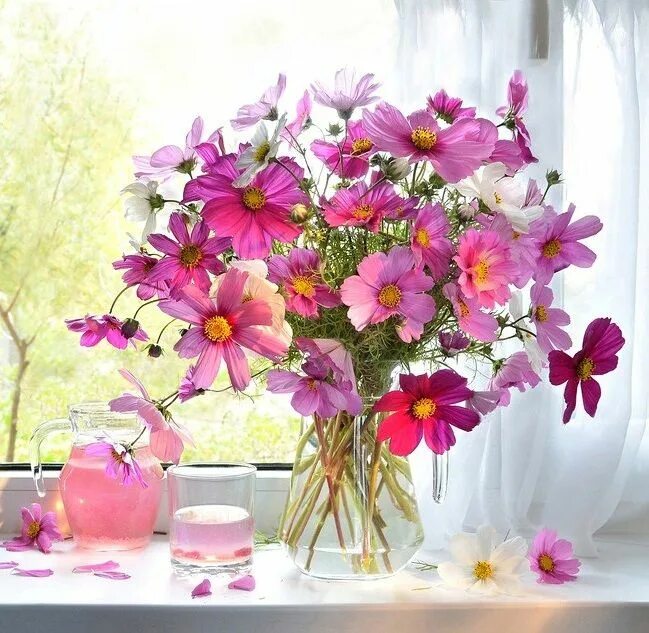 Красивые цветы на окне фото Космея Cosmos flowers, Beautiful flowers, Flower centerpieces wedding