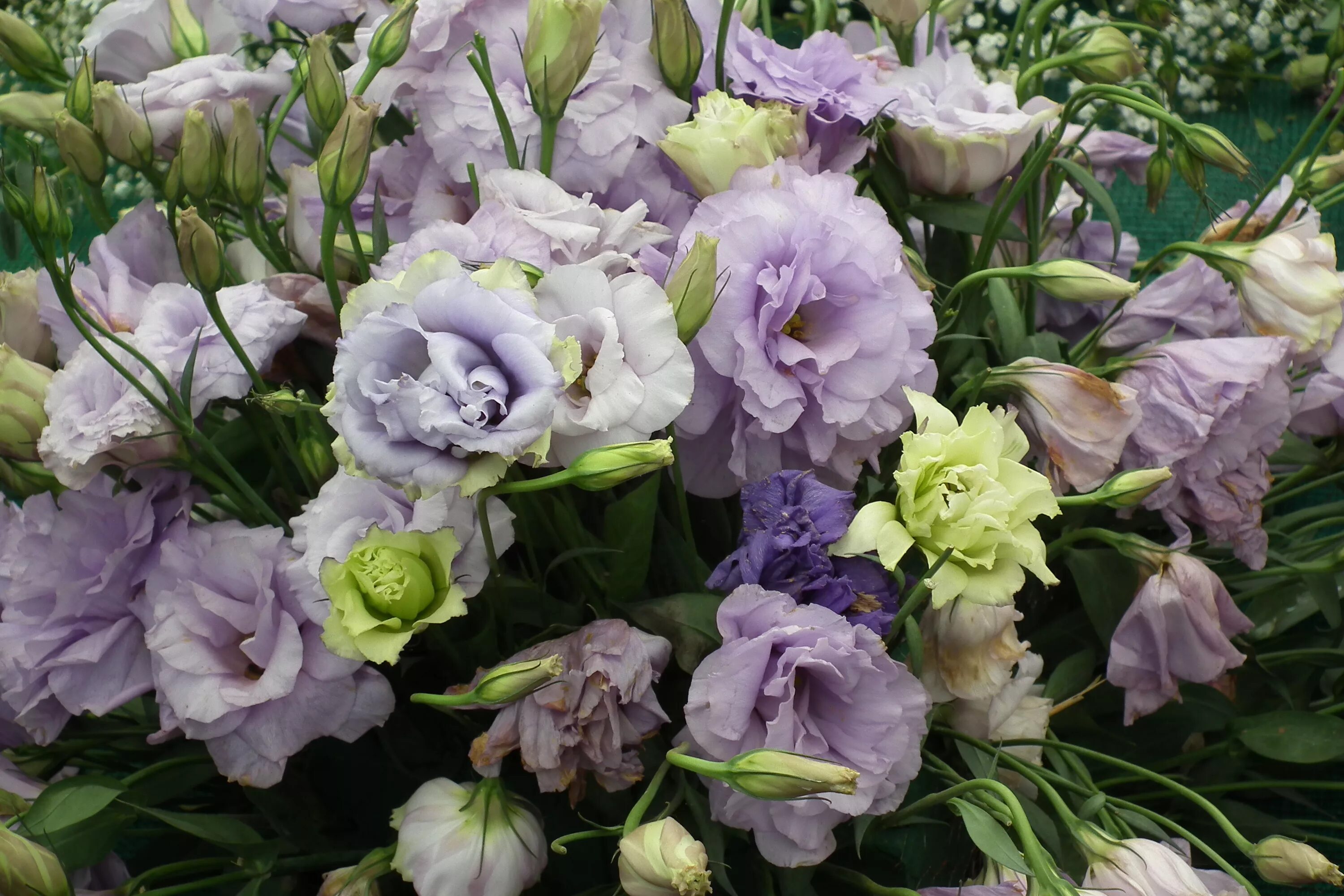 Красивые цветы названия и фото для букетов Файл:Lisianthus aka Eustoma 7217.JPG - Вікіпедія
