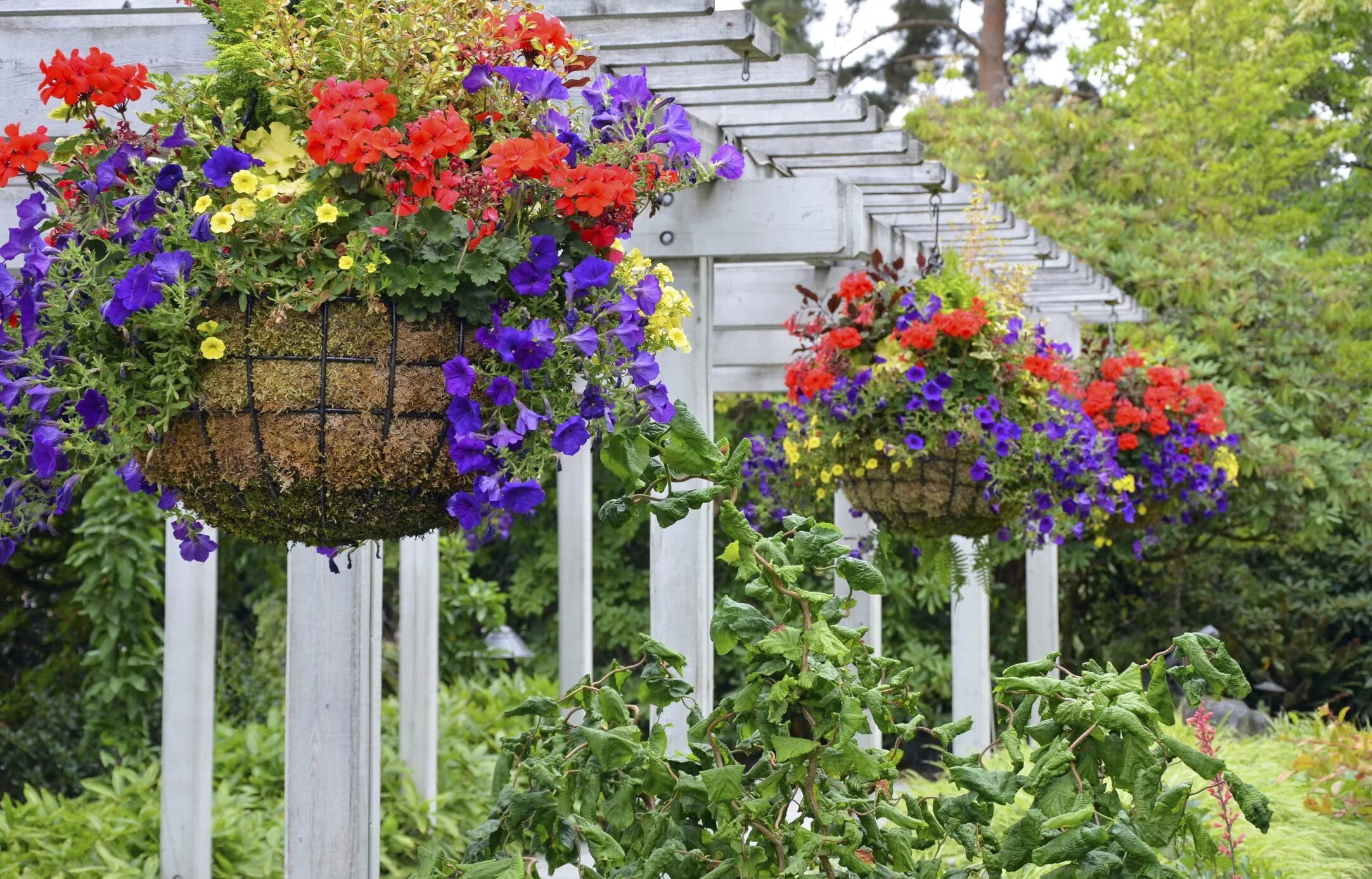 Красивые цветы своими руками на даче Ultimate Guide To Hanging Baskets For Flowers And Plants Hanging flower baskets,