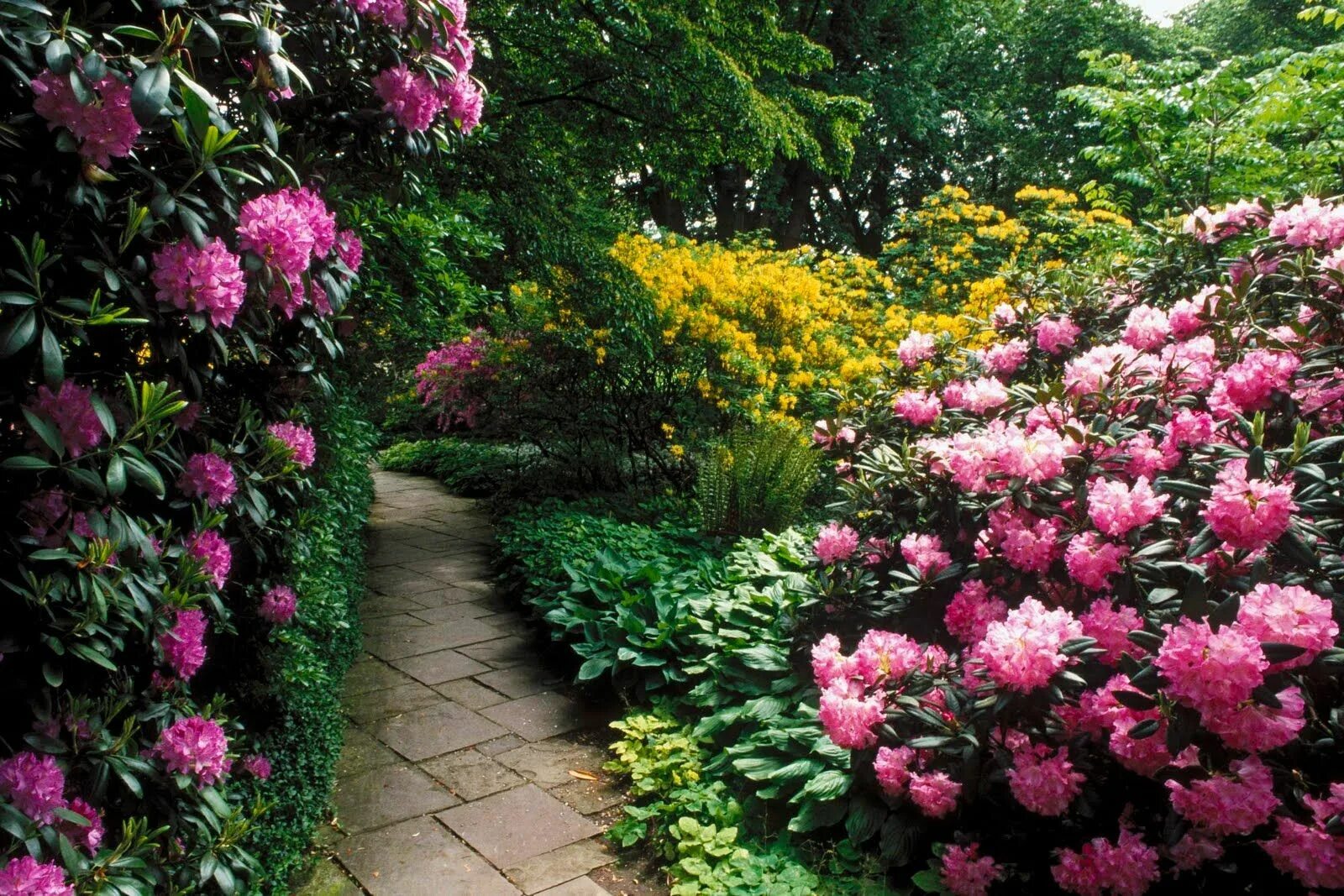Красивые цветы в саду фото Beautiful Flower Garden Beautiful flowers garden, Flower garden images, Flower g