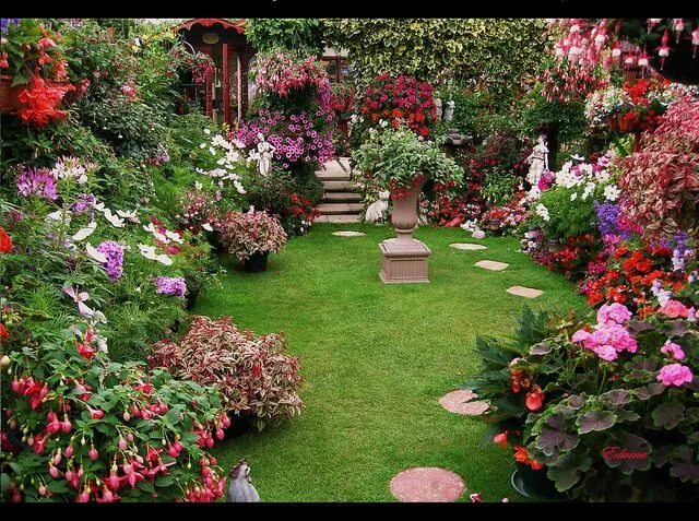 Красивые цветы в саду фото Photo view Garden, Dream garden, Beautiful gardens