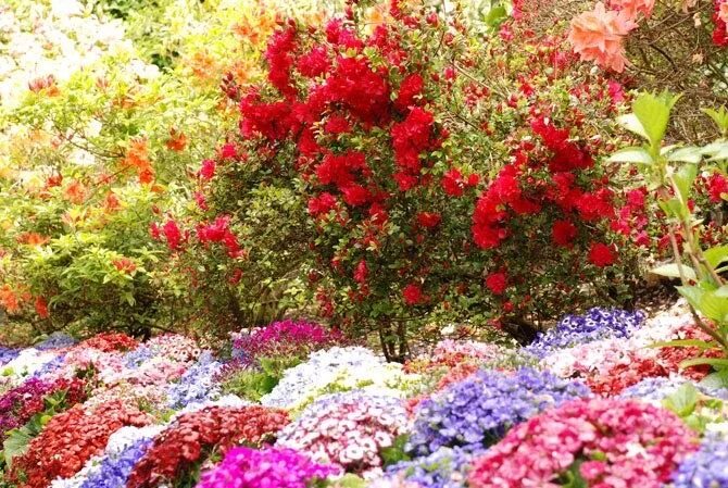 Красивые цветы в саду фото Flower"お し ゃ れ ま と め の 人 気 ア イ デ ア ｜ Pinterest ｜ handmade