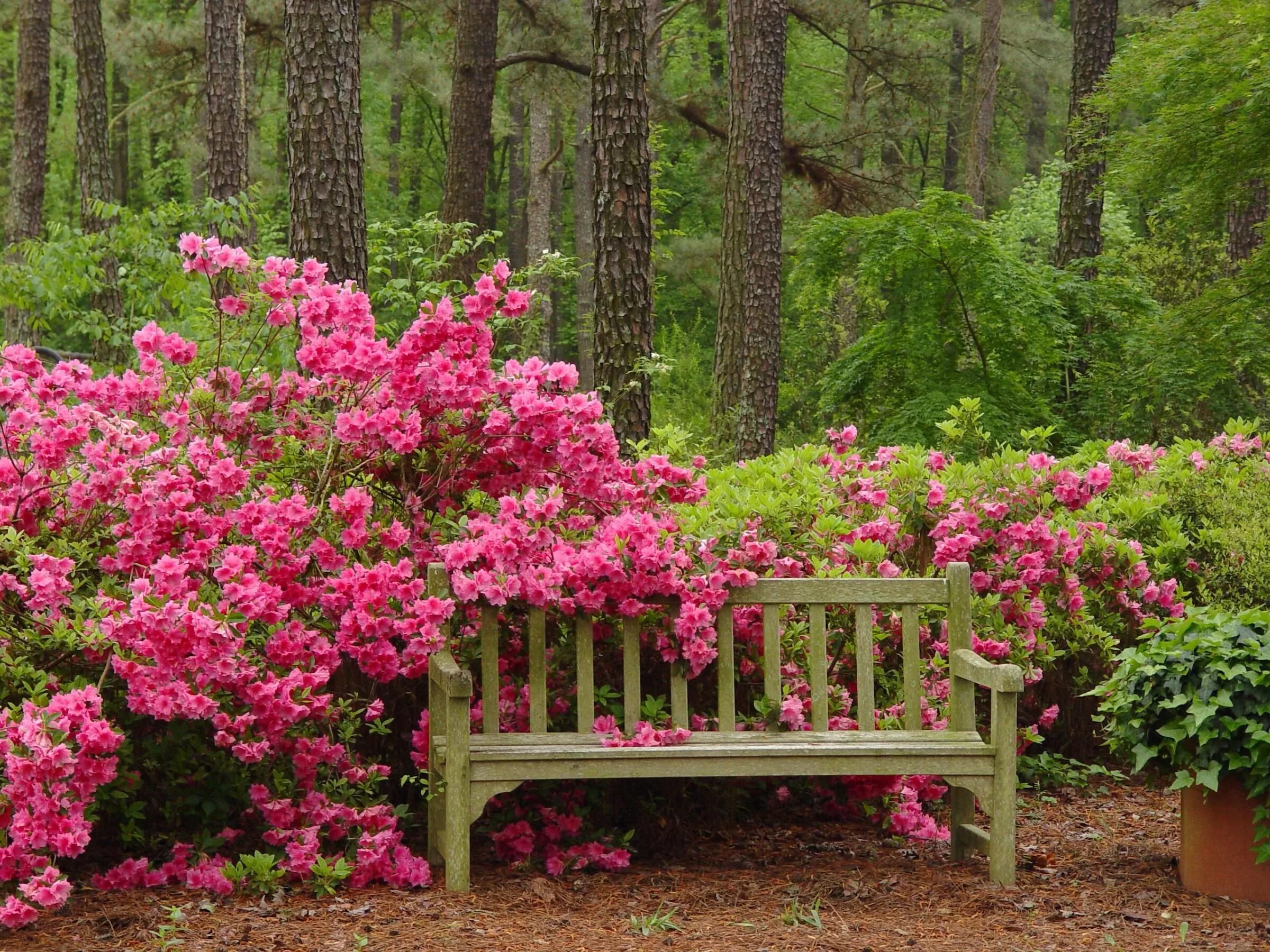 Красивые цветы в саду фото Pin on Tranquility Beautiful gardens, Gorgeous gardens, Garden bench