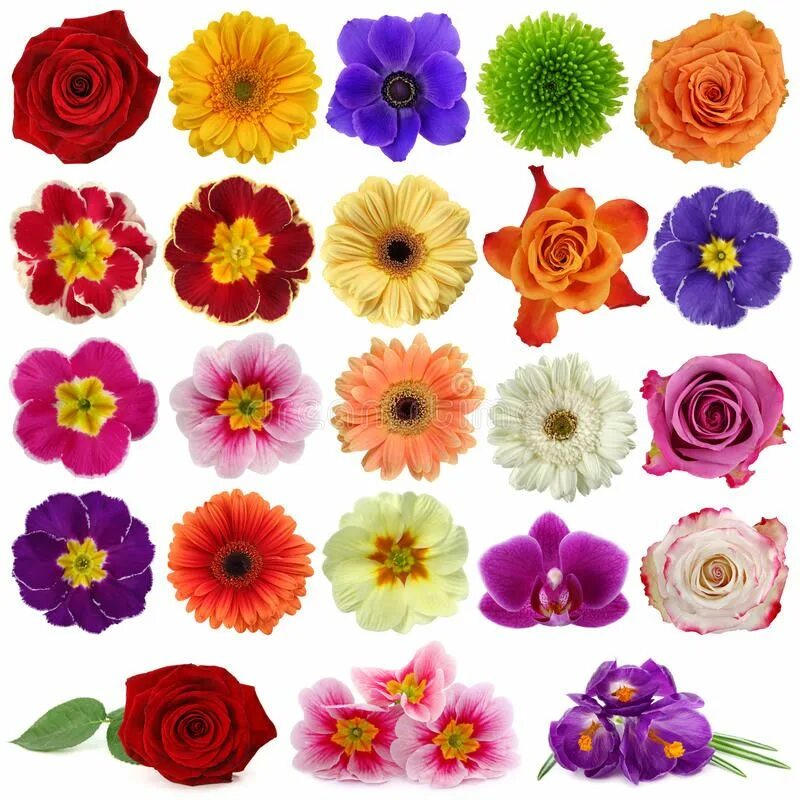 Красивые цветы вырезать для оформления распечатать цветные Flower collection. Isolated on white background , #AFFILIATE, #collection, #Flow