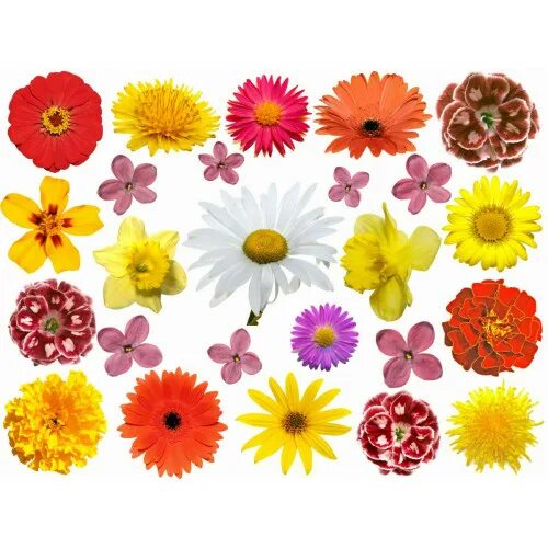 Красивые цветы вырезать для оформления распечатать цветные Flower Types - FlowersEzGo.com ™