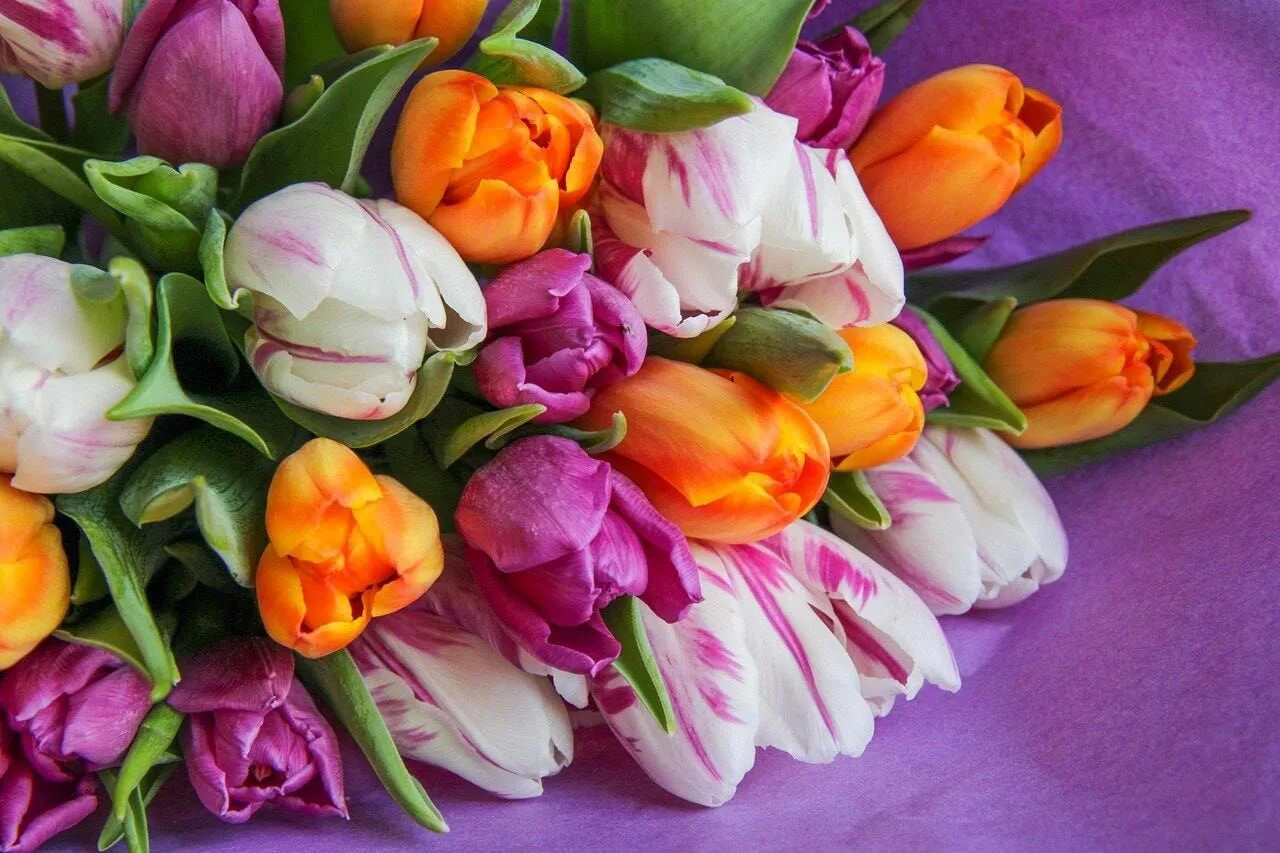 Красивые тюльпаны фото хорошего Паважаныя жанчыны! Сардэчна віншуем Вас з цудоўным святам вясны - 8 Сакавіка! Уп