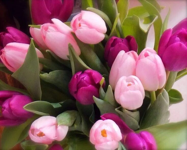 Красивые тюльпаны фото хорошего Cómo plantar tulipanes - Un guía completa sobre las flores más populares - Como 