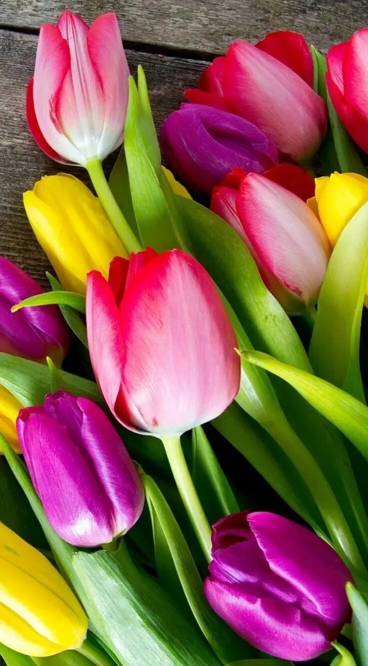 Красивые тюльпаны фото хорошего Pin by Ane castro on flowers tulips ✿ ♡ Tulips, Amazing flowers, Beautiful flowe
