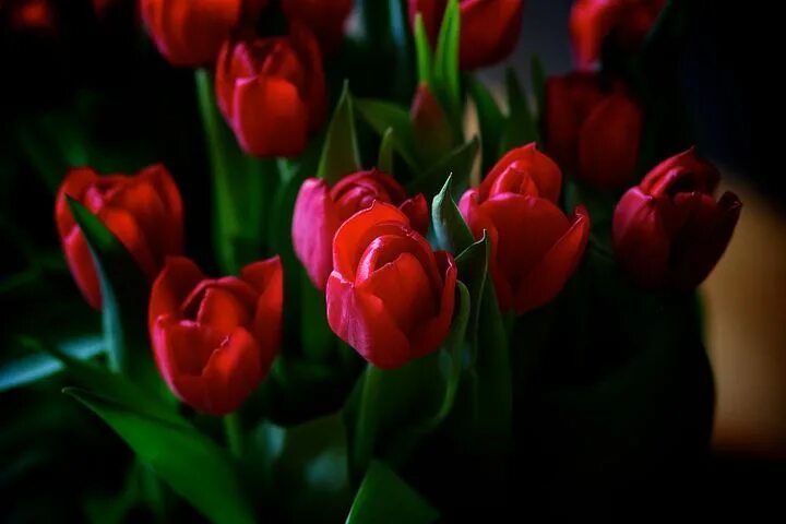 Красивые тюльпаны фото хорошего 10,000+ Free Flowers Bouquet & Nature Photos Flowers bouquet, Flowers, Flower ph