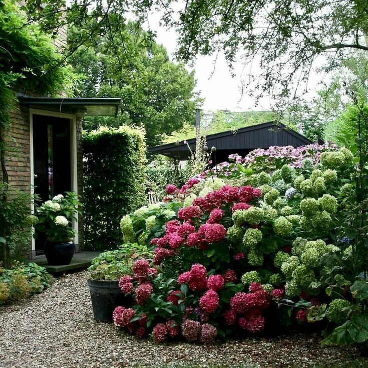 Красивые участки с цветами кустарниками фото carex: "Masses of Hydrangeas welcome visitors in a garden in Mantgum, Netherland