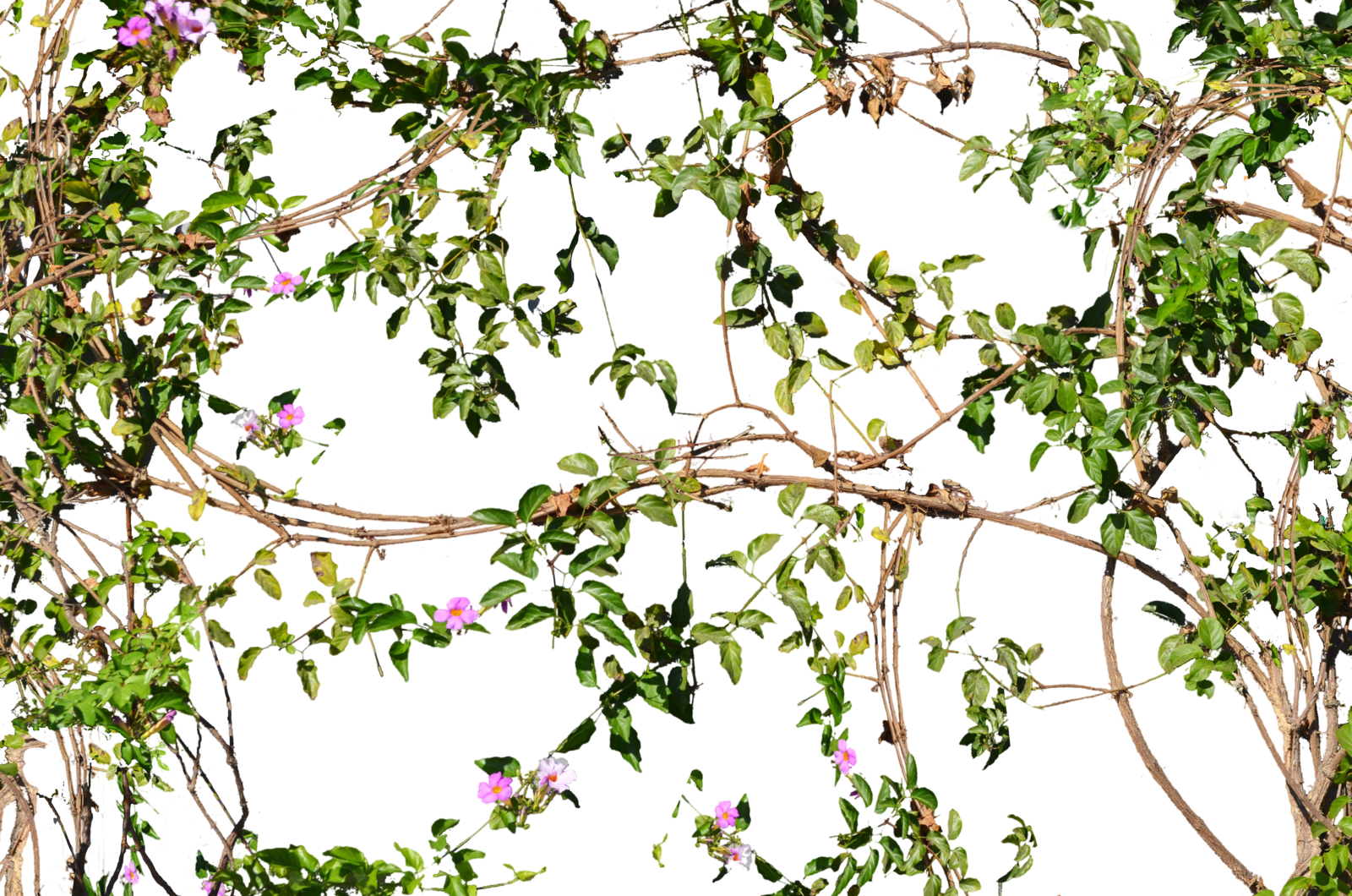 Красивые веточки для оформления Vines Flowers Growing on a Wall Stock Photo_2- PNG by annamae22.deviantart.com o