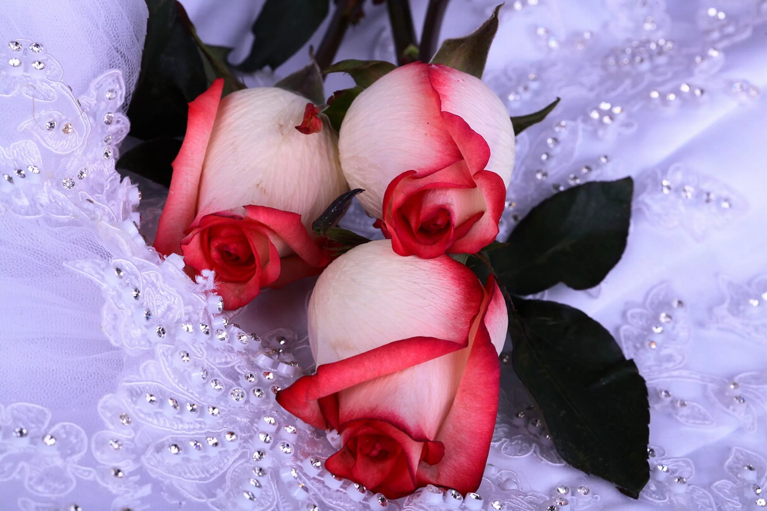 Красивые видео фото поздравления Wallpaper : flowers, red, dress, blossom, Valentine's Day, pink, roses, wedding,
