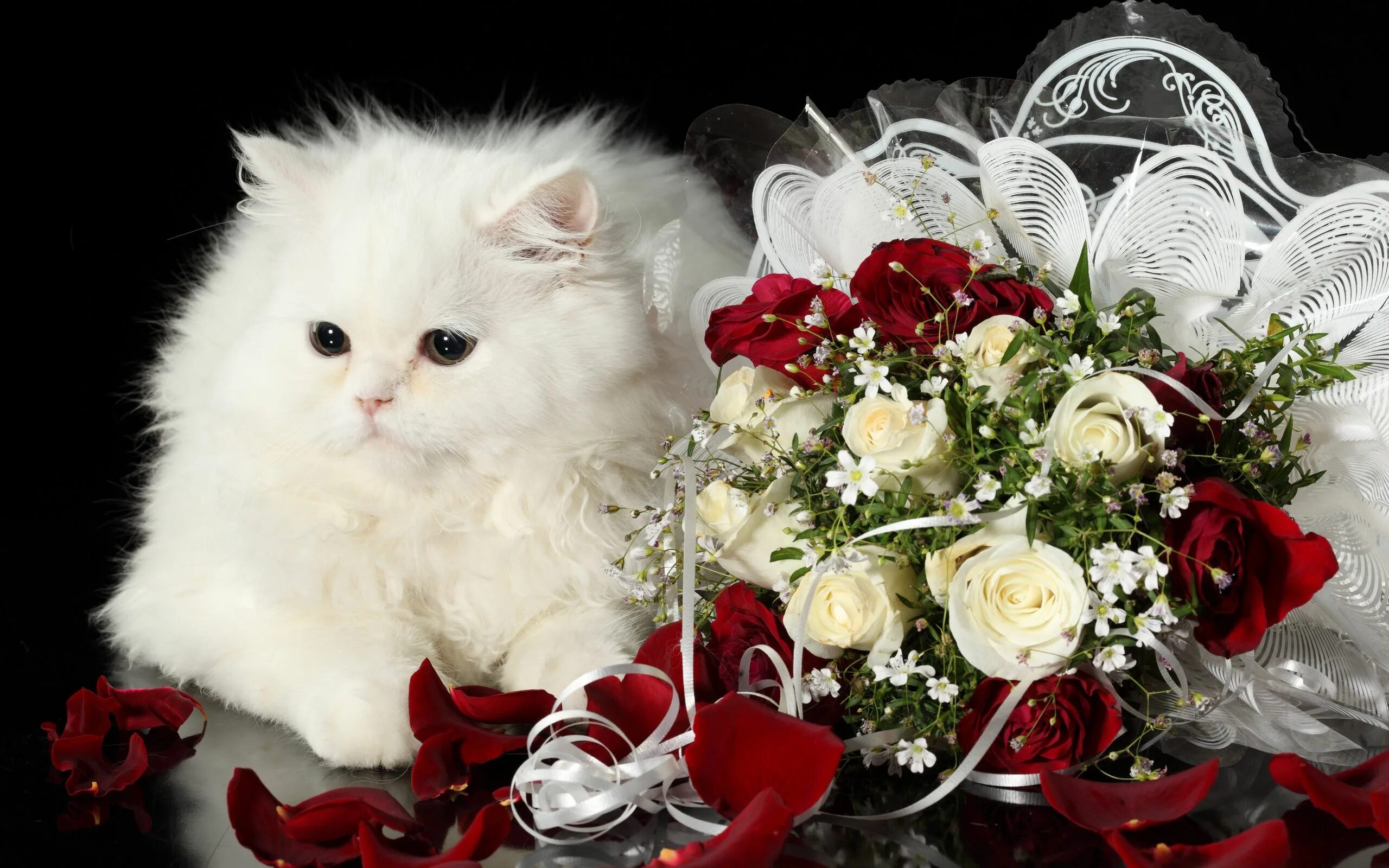 Красивые видео фото поздравления Download wallpaper 2560x1600 cat, flower, roses, black background widescreen 16: