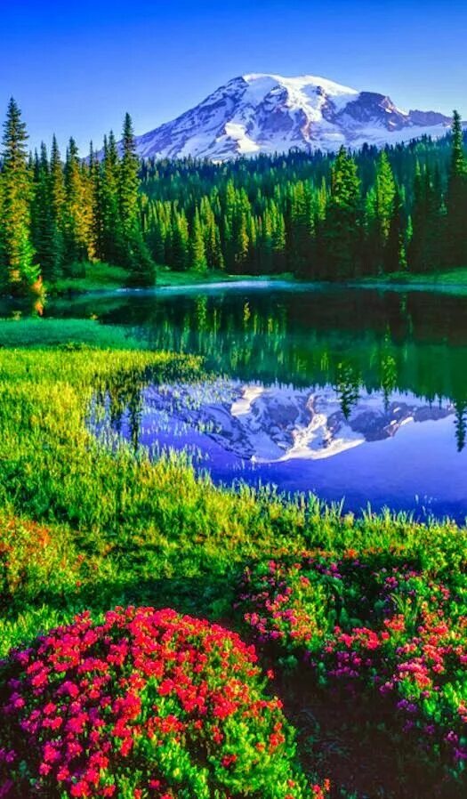 Красивые виды природы фото бесплатно Mt Rainier Beautiful landscape photography, Beautiful landscapes, Landscape phot