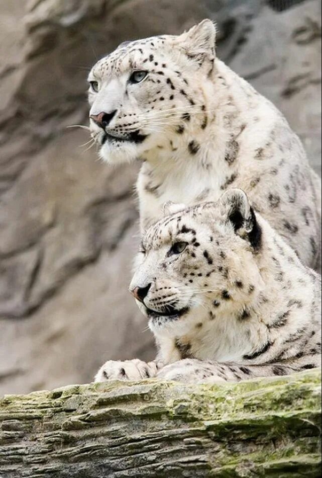 Красивые животные фото Snow Leopard Amazing animal pictures, Animals wild, Animals