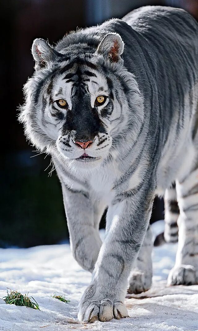 Красивые животные фото Файл:MALTESE TIGER.jpg - Википедия