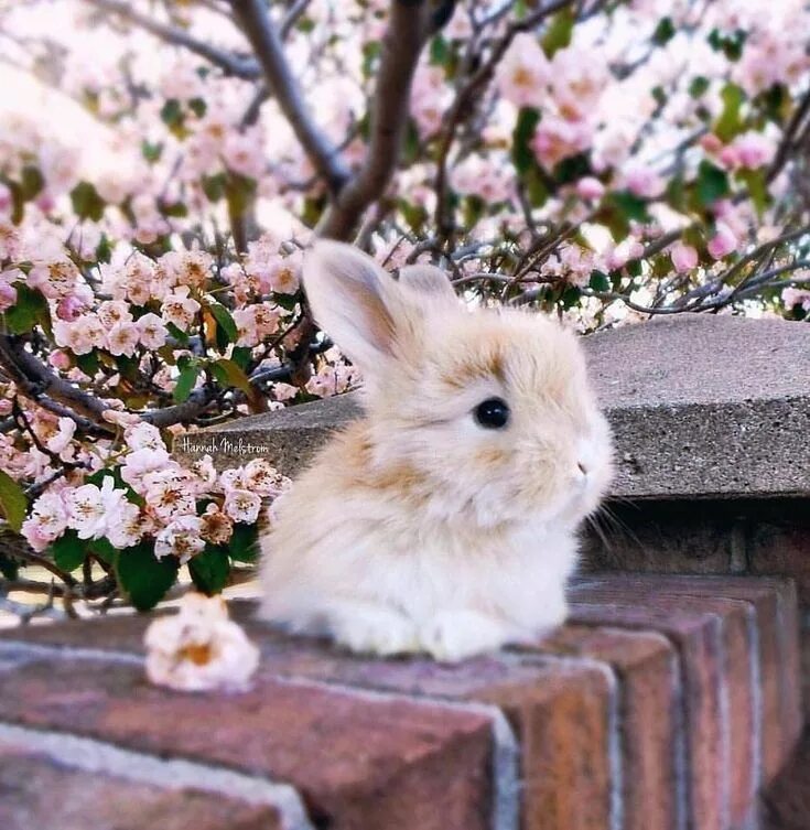 Красивые животные фото Cute baby house rabbit pets - Read our blog! #rabbits - #animals #Baby #Blog #Cu