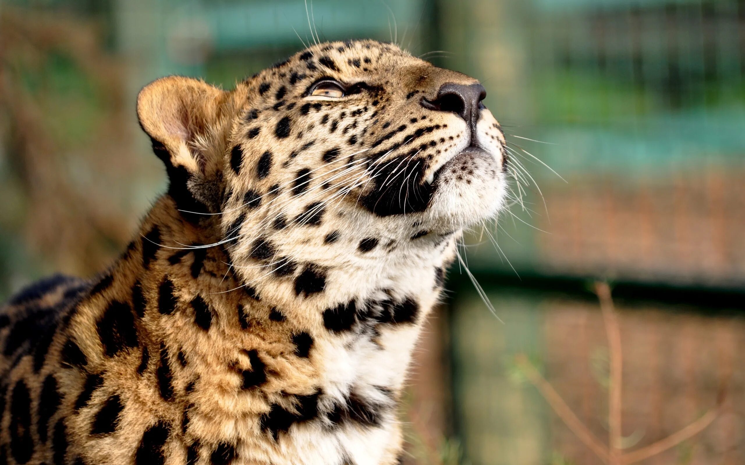 Красивые животные фото Wallpaper : leopard, color, big cat, predator 2560x1600 - - 668863 - HD Wallpape