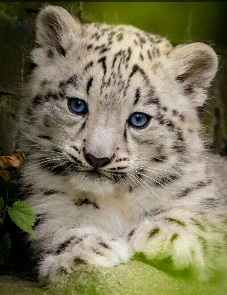 Красивые животные фото Pin en ANIMAL WILDLIFE Gatos bonitos, Animales adorables, Imagenes de animales t