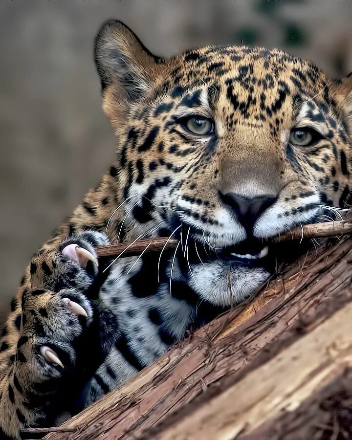 Красивые животные фото Pin by Scarlett Manning on natures's creations Animals, Cute animals, Wild cats