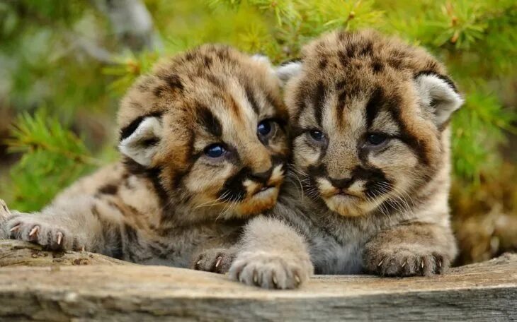 Красивые животные фото 15 Tiernos animalitos que le derretirán el corazón hasta a la persona más fría d