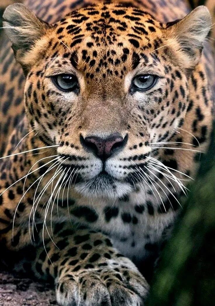 Красивые животные фото Pin by Glory Dey on Nature Science Earth Animals Big cats art, Wild cats, Animal