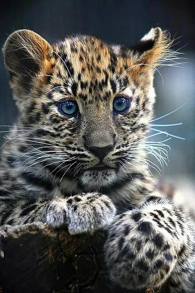 Красивые животные фото Pin on В мире животных Baby animals, Animals beautiful, Beautiful cats